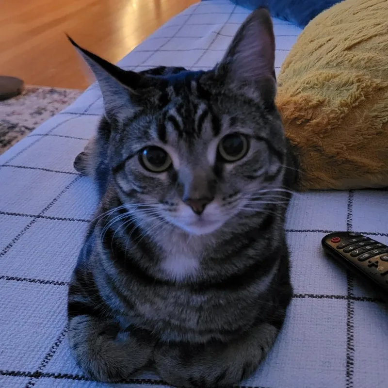 An adult large-sized female Black American Shorthair cat named Mina for adoption in Jupiter, FL