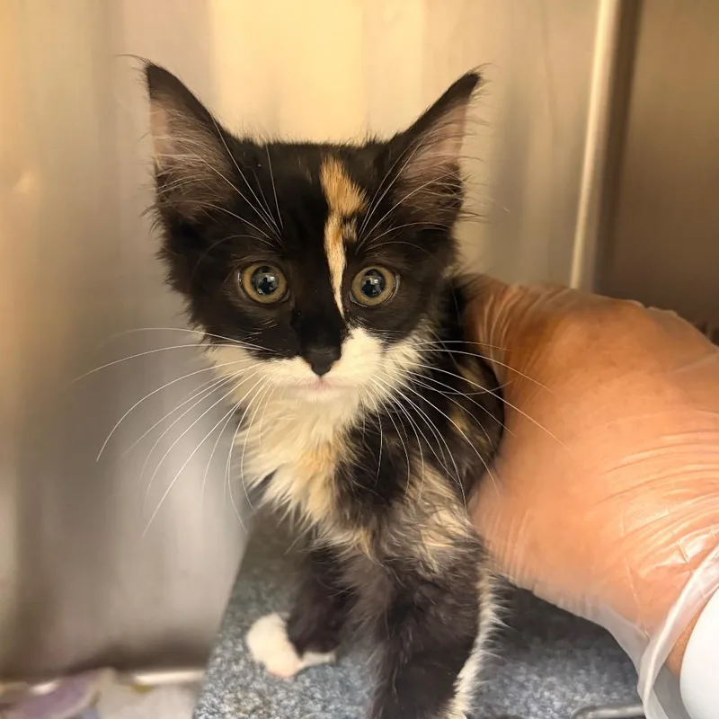 Esmeralda