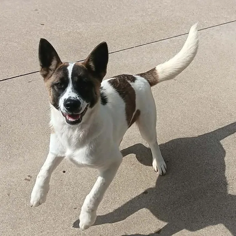 A baby medium-sized female Akita dog named Juniper for adoption in Seymour, IN