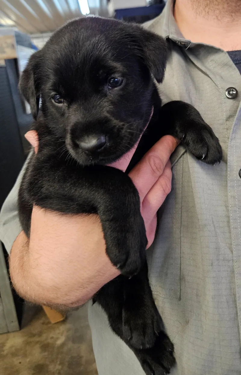 A baby medium-sized male Labrador Retriever dog named Pickles Ready to for adoption in Oakhurst, NJ
