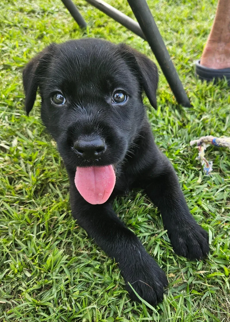 Pickles  Ready to thumbnail 2