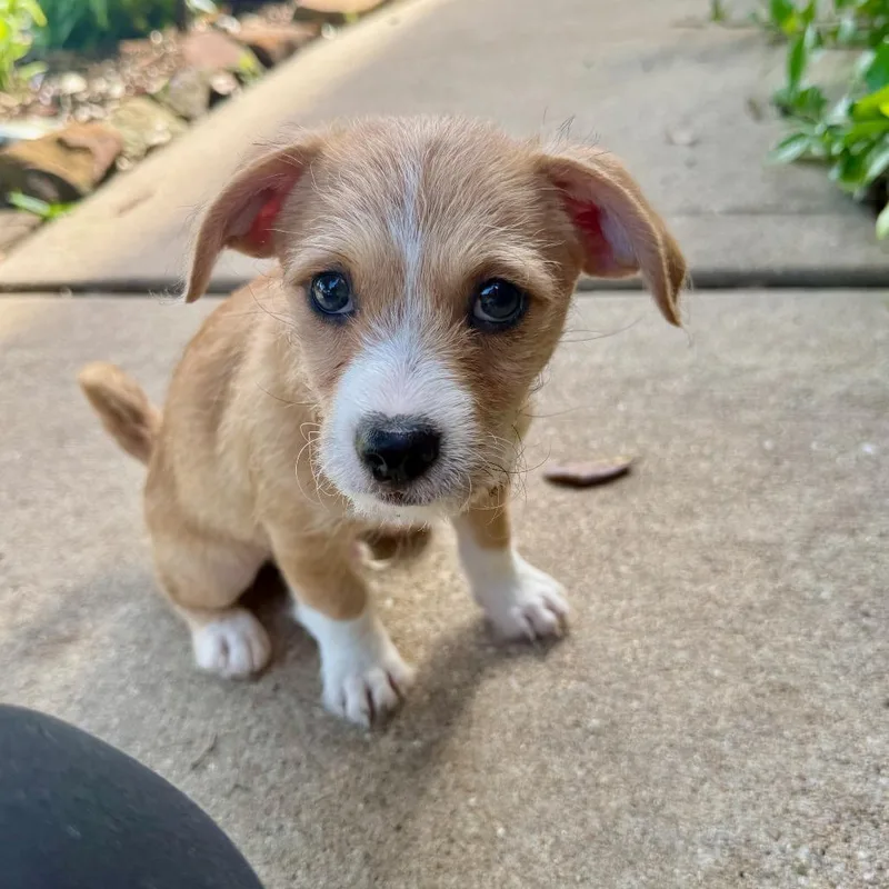 A baby small-sized male Yellow / Tan / Blond / Fawn Terrier dog named Porkchop for adoption in Houston, TX