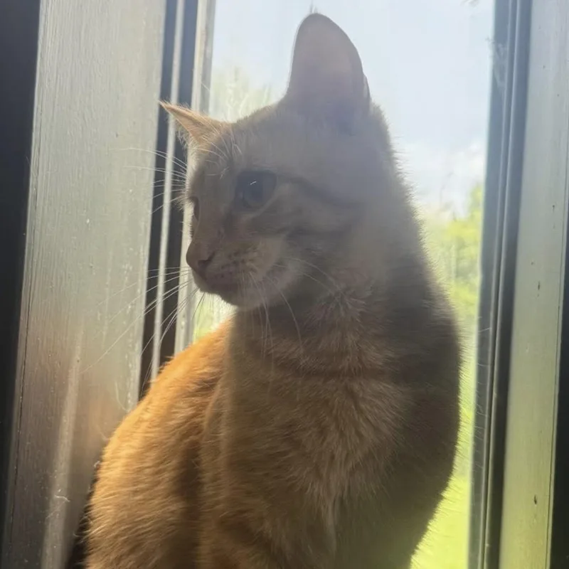 An adult medium-sized male Tabby (Orange / Red) Domestic Short Hair cat named Bobby Flay for adoption in Vicksburg, MS