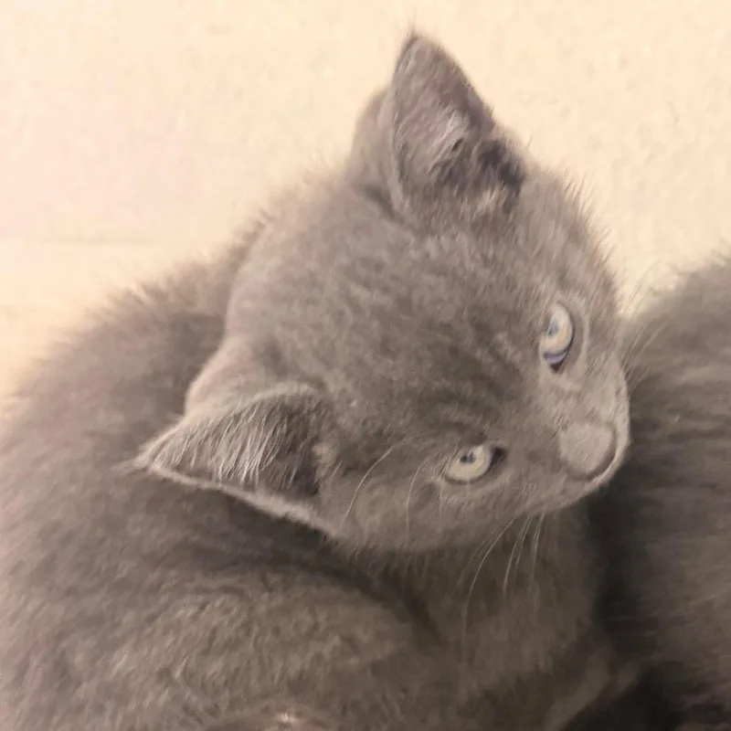 A baby small-sized female Gray / Blue / Silver Domestic Short Hair cat named Sour Gummy for adoption in Evansville, IN