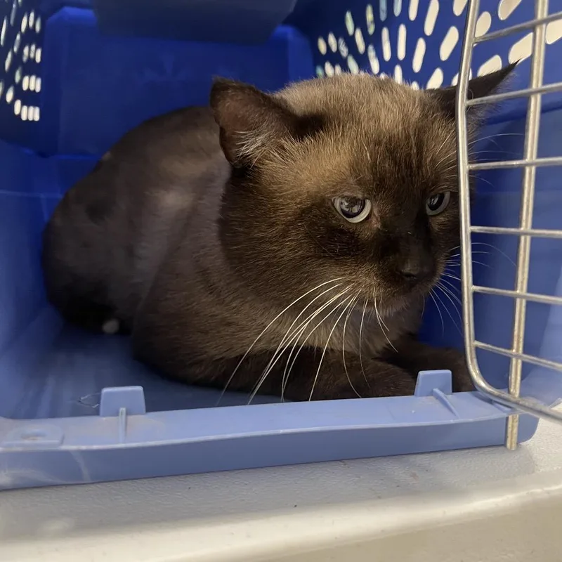 An adult small-sized male Siamese cat named ChazC for adoption in East Saint Louis, IL