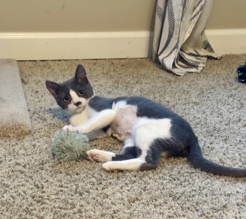 Thumbelina =^.^= thumbnail 2