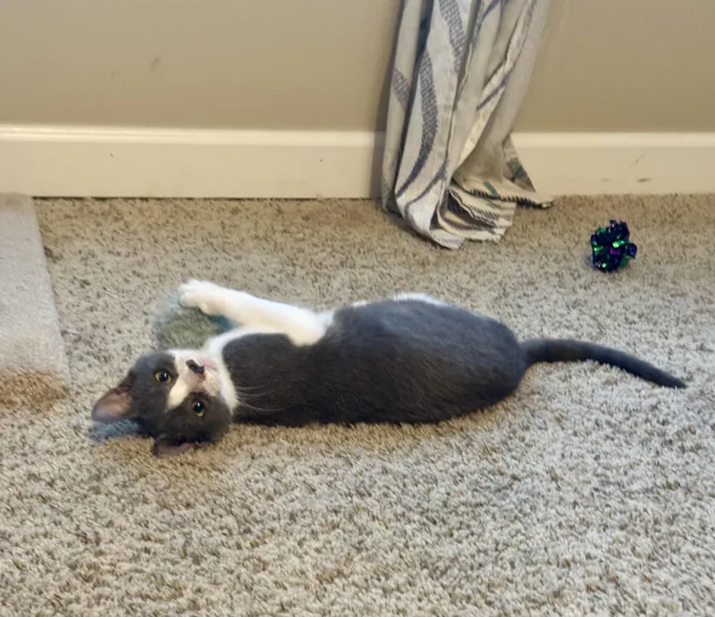 Thumbelina =^.^= thumbnail 3