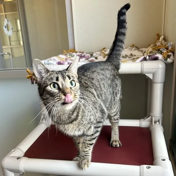An adult medium-sized female Domestic Short Hair cat named Ashia for adoption in Dublin, CA