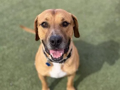 An adult large-sized male Pit Bull Terrier dog named Manko for adoption in Chandler, AZ