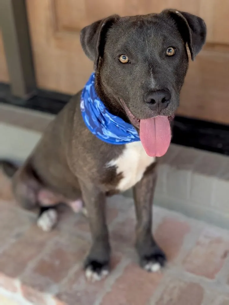 A baby large-sized male Pit Bull Terrier dog named Riley Green for adoption in Princeton, MA