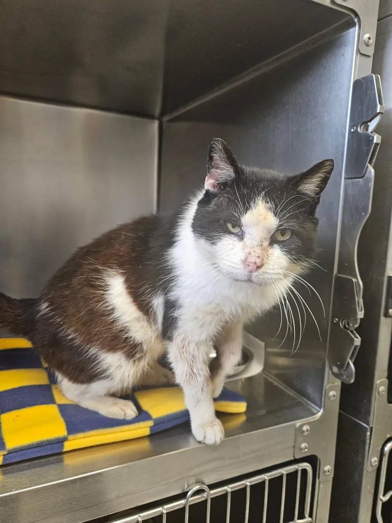 A senior medium-sized male Black & White / Tuxedo Domestic Short Hair cat named Fred for adoption in Mansfield, OH