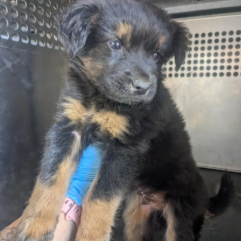 A baby small-sized male Black Shepherd dog named Broccoli for adoption in Birmingham, AL