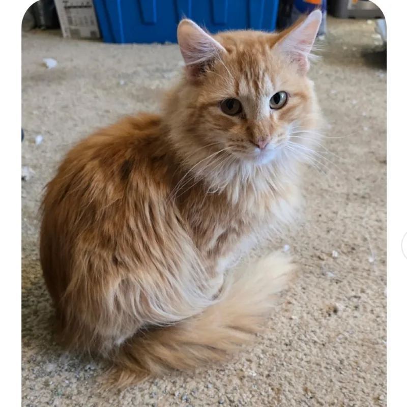 A young small-sized male Orange / Red Domestic Medium Hair cat named Tigger for adoption in Marshall, TX
