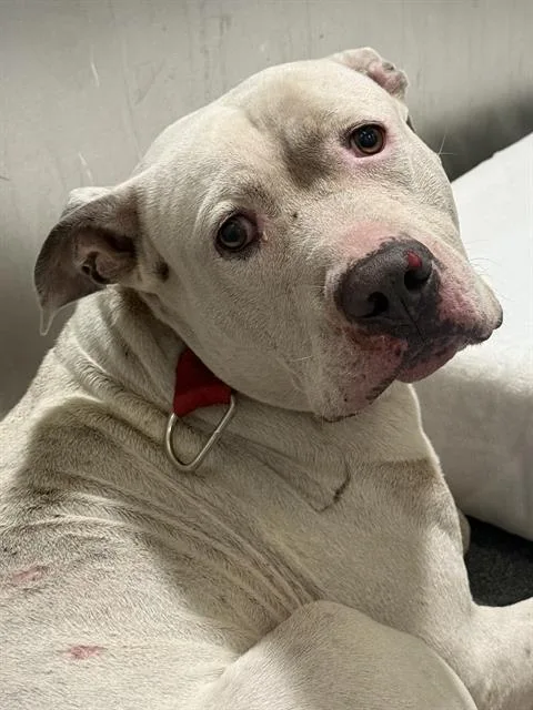 An adult large-sized male Pit Bull Terrier dog named Hitman for adoption in Dallas, TX