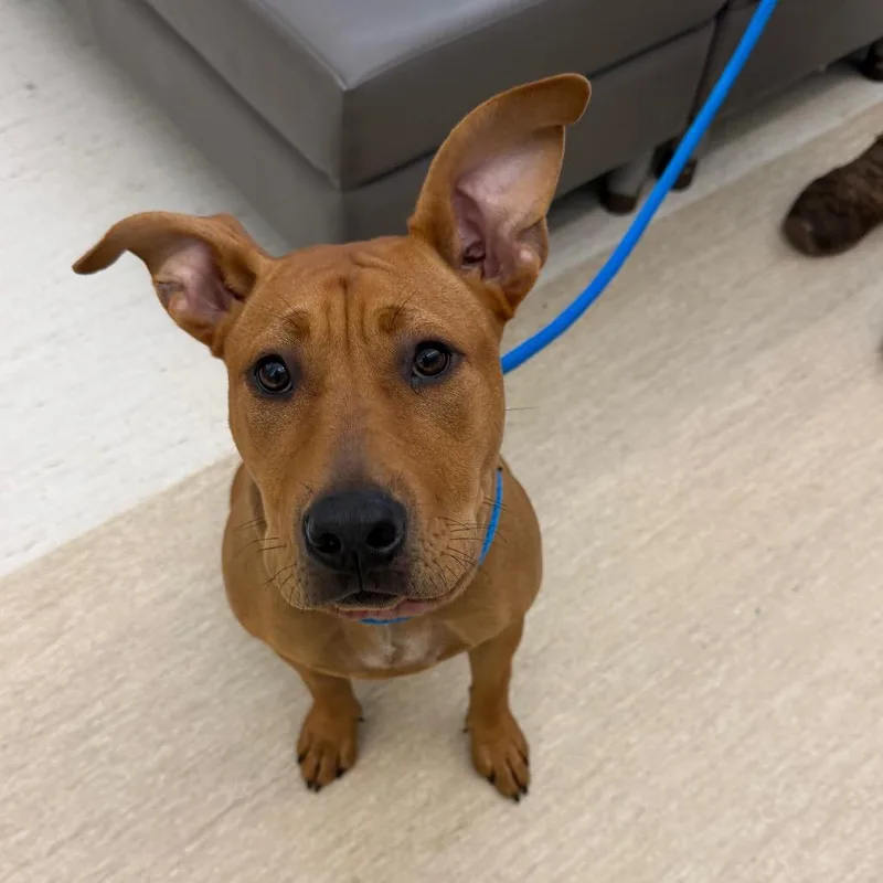 Scrappie Mae Doo thumbnail 2