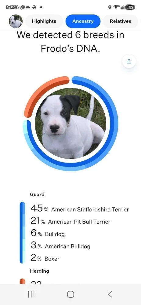 A baby medium-sized male Tricolor (Brown, Black, & White) Mixed Breed dog named Frodo for adoption in Clinton Township, MI
