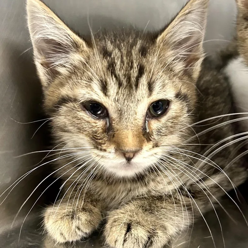 A baby small-sized male Gray / Blue / Silver Domestic Short Hair cat named Fred for adoption in St Joseph, MO
