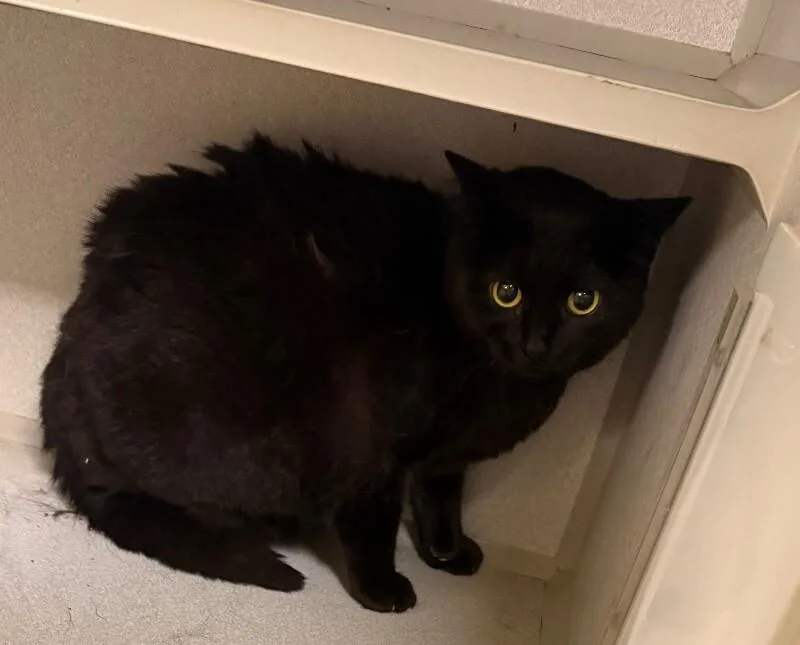 An adult medium-sized female Black Domestic Short Hair cat named Chrissy for adoption in Osseo, MI
