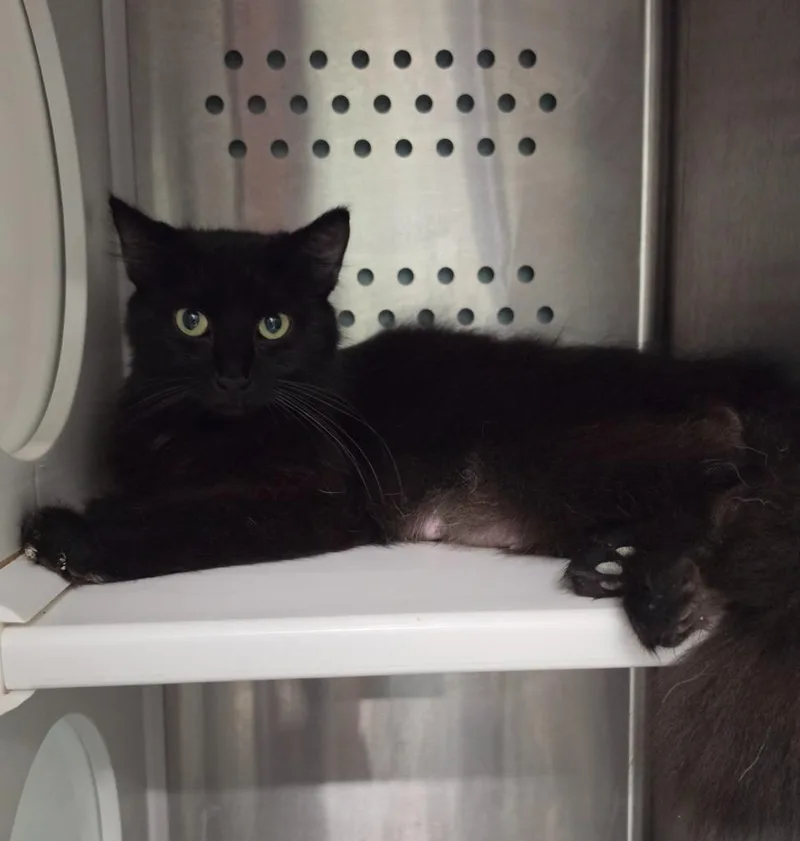 A young medium-sized female Domestic Short Hair cat named Bluebell for adoption in Athens, TN