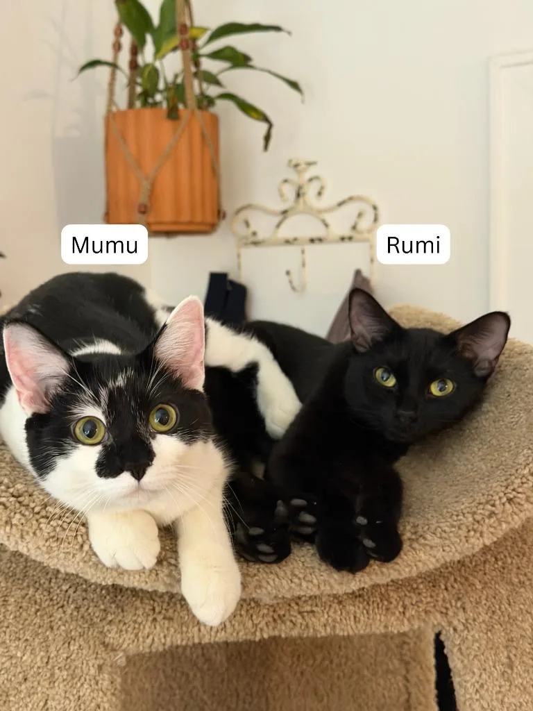 Rumi  Mumu thumbnail 2