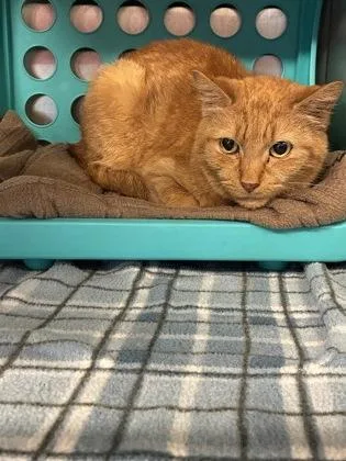 An adult large-sized female Domestic Short Hair cat named Huge for adoption in Lafayette, IN