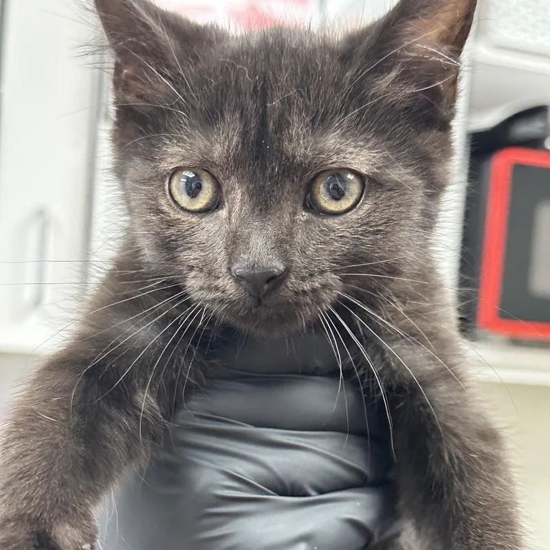 A baby small-sized male Black Domestic Short Hair cat named Chuck for adoption in Evansville, IN