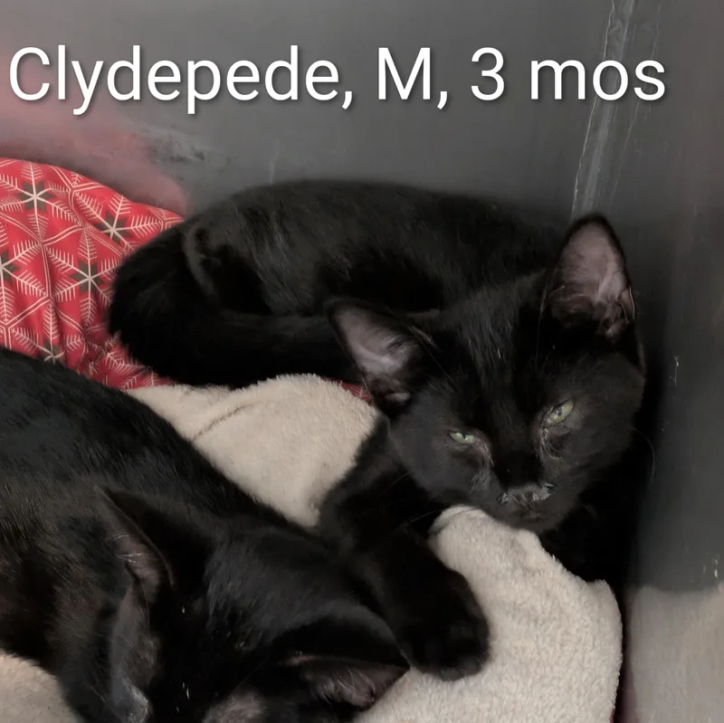A young small-sized male Black Domestic Short Hair cat named Clydepede for adoption in Bedford, VA