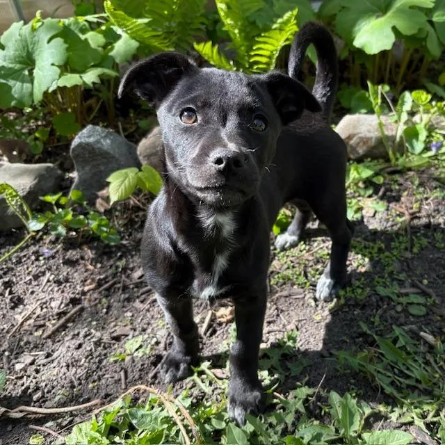 Lulu