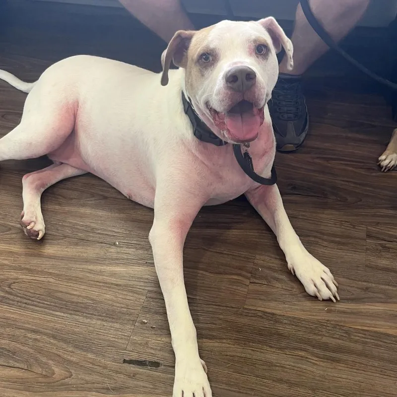 Rover Aka Kobe thumbnail 2