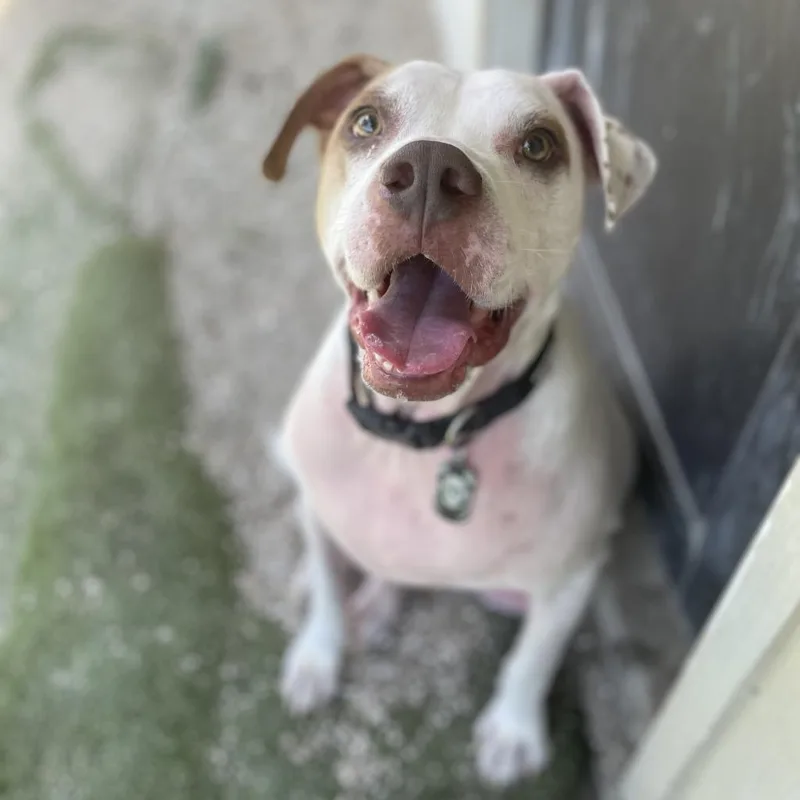 Rover Aka Kobe thumbnail 3