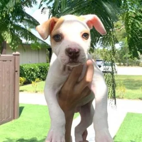 Rover Aka Kobe thumbnail 4