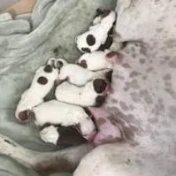 Rover Aka Kobe thumbnail 5