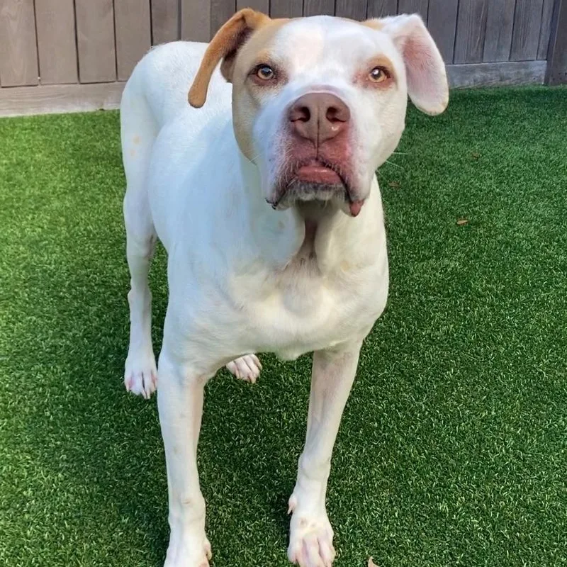 Rover Aka Kobe thumbnail 6