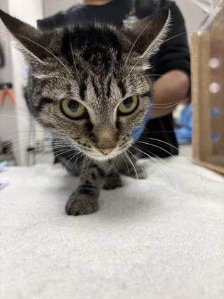 An adult medium-sized female Domestic Short Hair cat named Ellie for adoption in Gastonia, NC