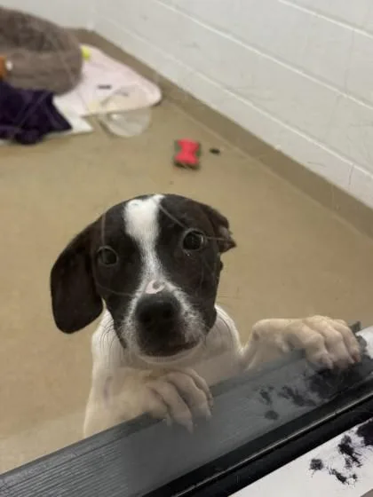 A young small-sized female Terrier dog named Soleil for adoption in North Miami Beach, FL