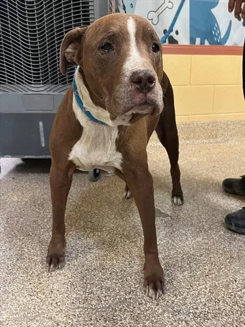 An adult large-sized female Pit Bull Terrier dog named Loretta for adoption in Thousand Palms, CA