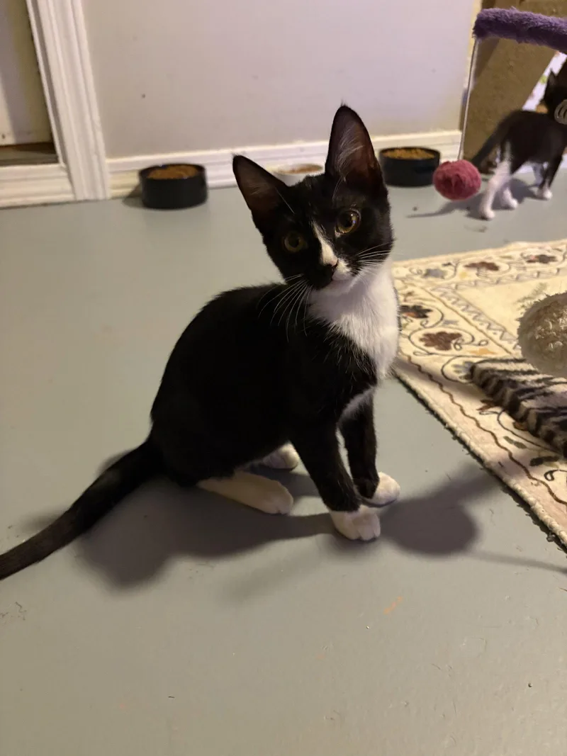A baby medium-sized male Domestic Short Hair cat named Slinky BONDED with Bo for adoption in Phoenix, AZ
