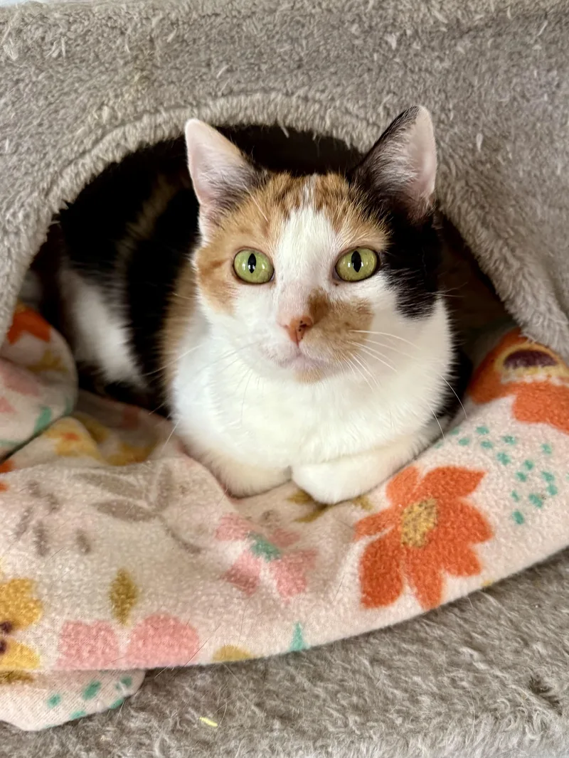 An adult medium-sized female Calico Domestic Short Hair cat named Peppermint Patty for adoption in Shreveport, LA
