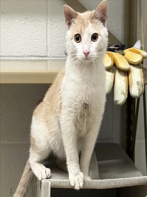 An adult small-sized male Domestic Short Hair cat named Dany for adoption in Derwood, MD