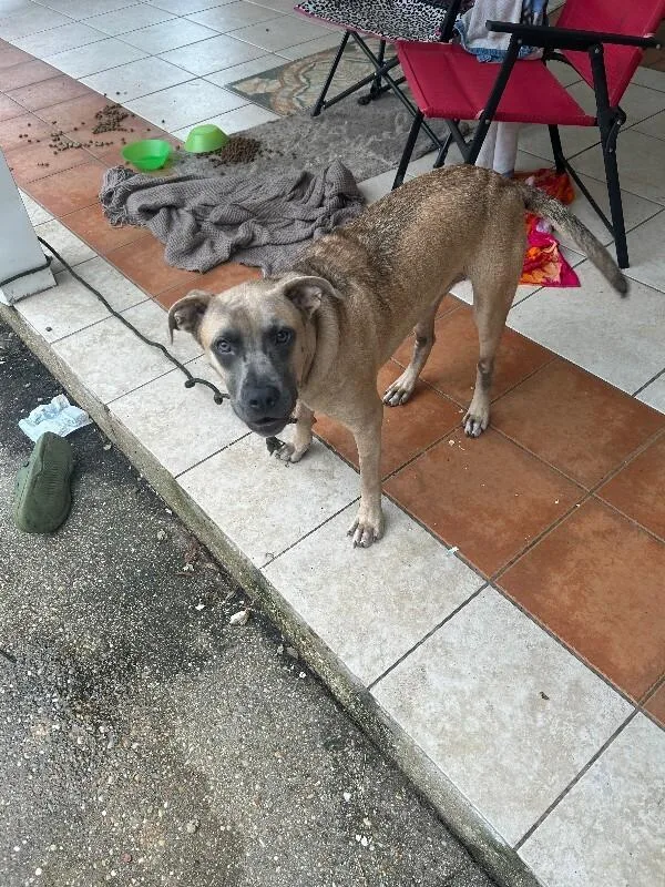 An adult medium-sized female Yellow / Tan / Blond / Fawn Mixed Breed dog named Lola for adoption in Mobile, AL