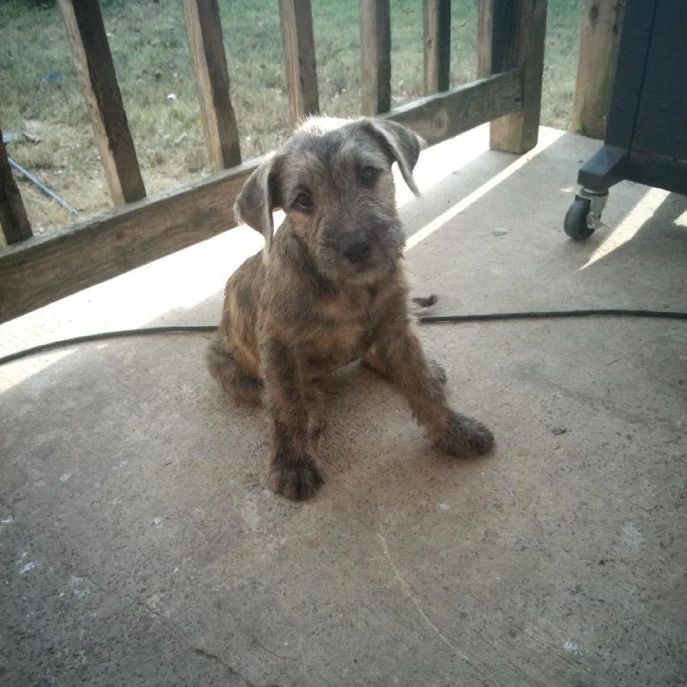 A young medium-sized male Wirehaired Terrier dog named Monty for adoption in Chicopee, MA