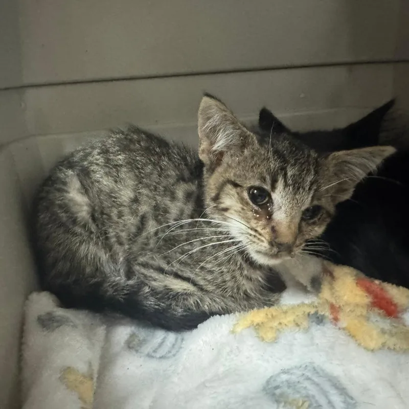 A baby small-sized male Brown / Chocolate Domestic Short Hair cat named Booth for adoption in Columbus, GA