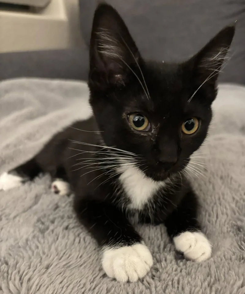 Mimi