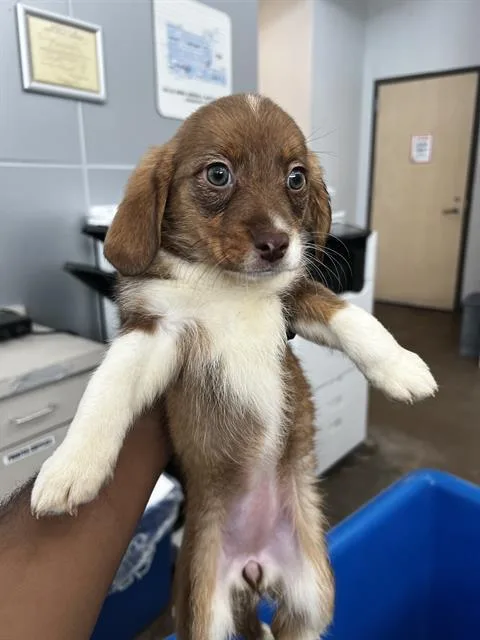 A baby medium-sized female Mixed Breed dog named Daisy for adoption in Dallas, TX