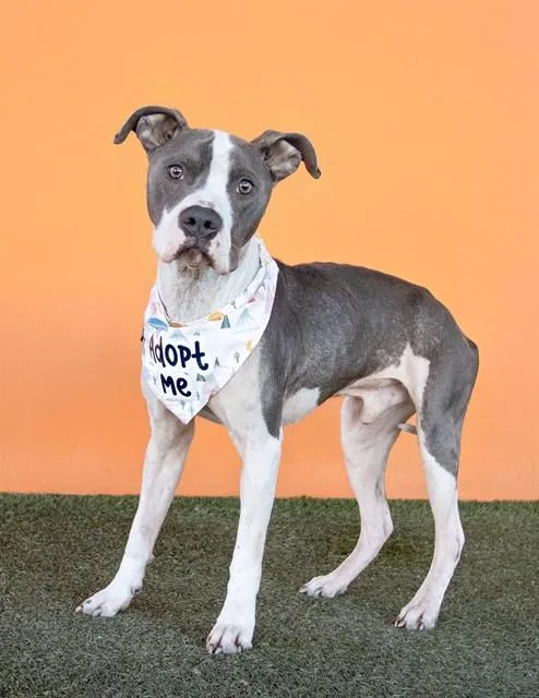 An adult large-sized male Terrier dog named Spyder for adoption in Miami, FL