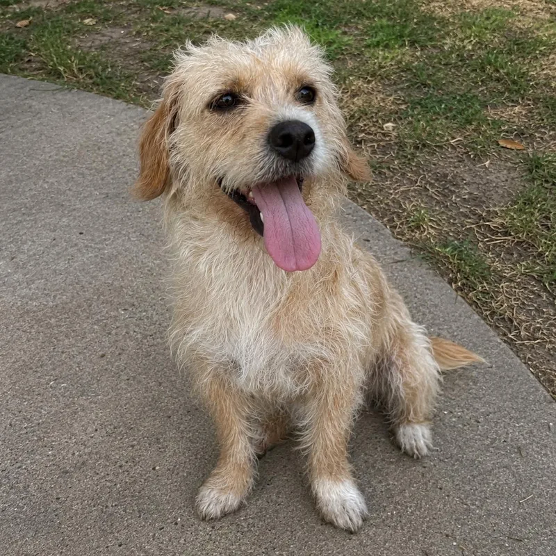 A young medium-sized female Apricot / Beige Terrier dog named Tillie for adoption in Hillsborough, NJ