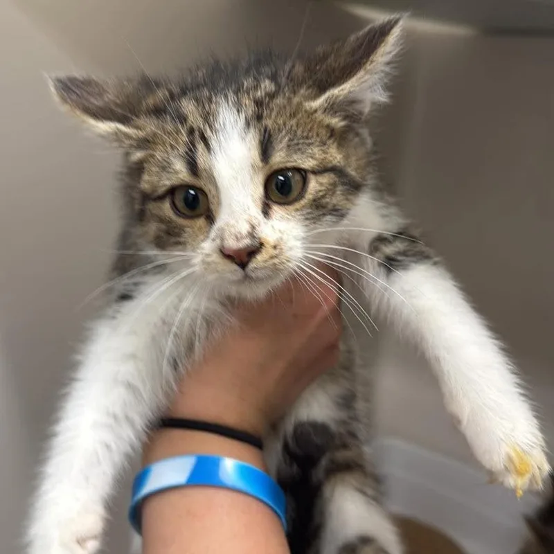 A baby small-sized male Brown / Chocolate Domestic Long Hair cat named Arthur for adoption in Rocky Mount, VA