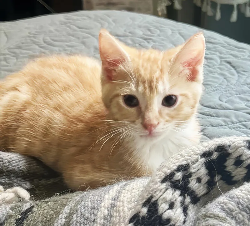 A baby medium-sized male Tabby (Orange / Red) Domestic Short Hair cat named Oj for adoption in Nashville, TN