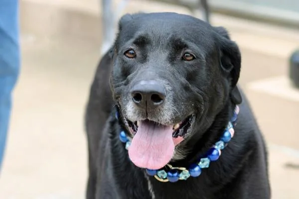 An adult large-sized male Labrador Retriever dog named Mickey for adoption in Staten Island, NY
