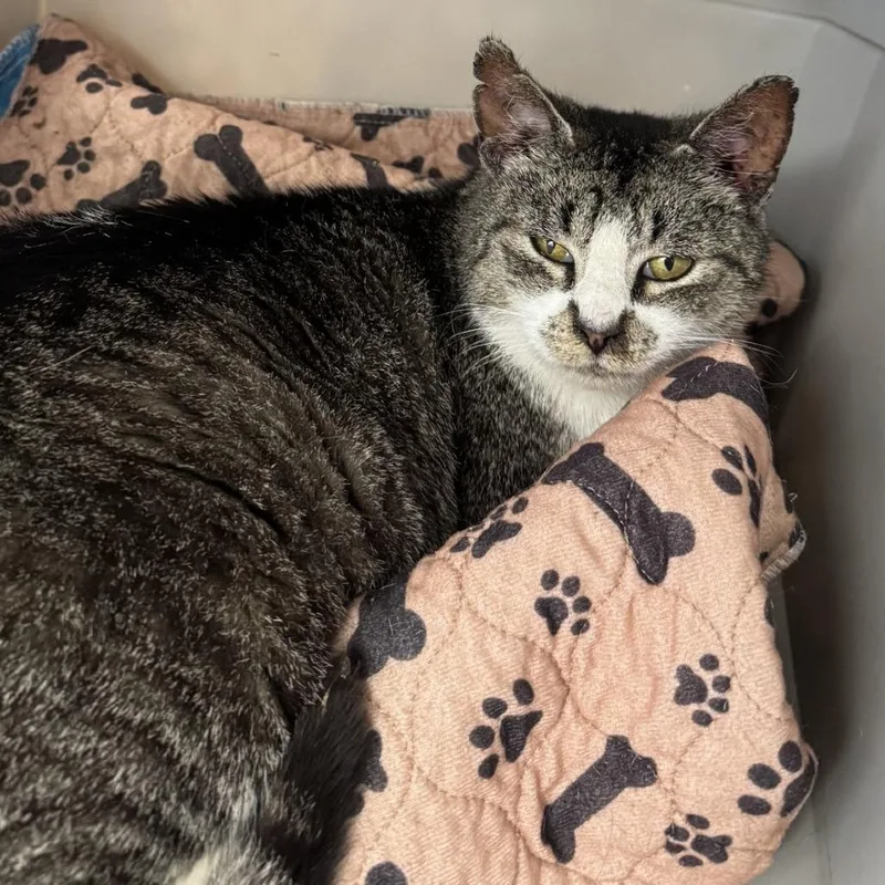 A young medium-sized female Brown / Chocolate Domestic Short Hair cat named Mango Tango for adoption in Gloucester, VA